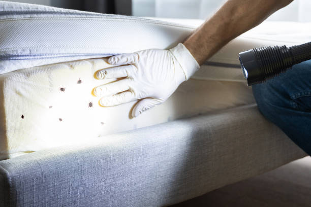 Best Cockroach Control Services  in Quinlan, TX