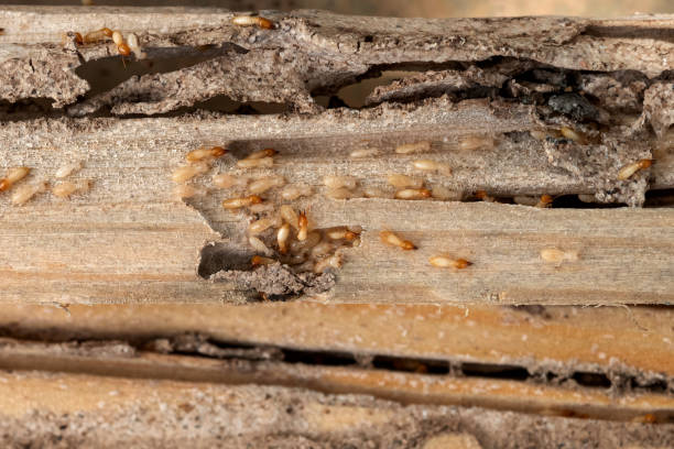 Best Emergency Pest Control  in Quinlan, TX