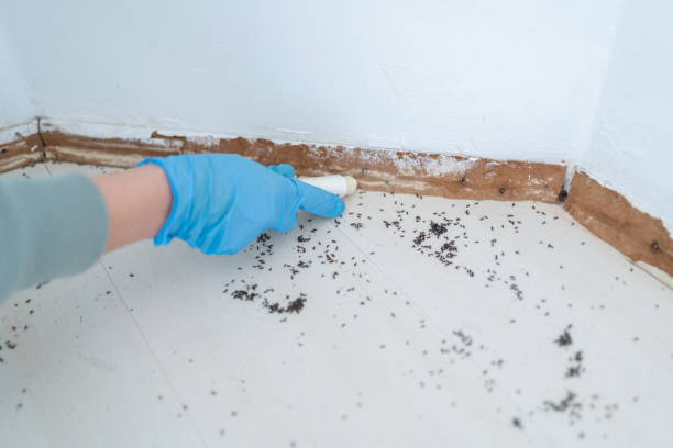 Reliable Quinlan, TX Pest Control Solutions